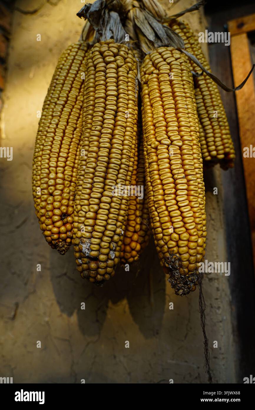 Dried corn cobs hanging in strings in front of an adobe wall Stock Photo