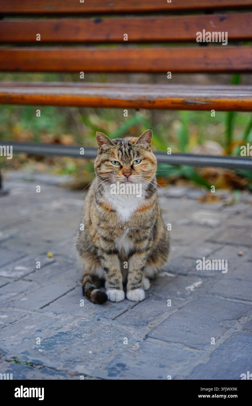 Vertical shot of the cute pussy cat Stock Photo - Alamy