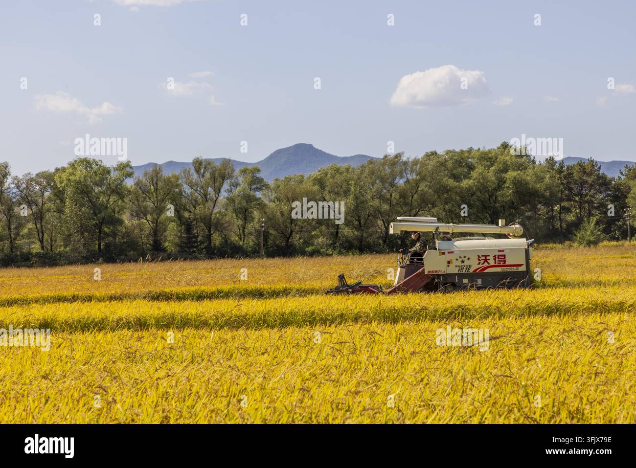 Rice Vector File Farmers harvest rice in Erdao Village, Qiandao Township, Fengman ...