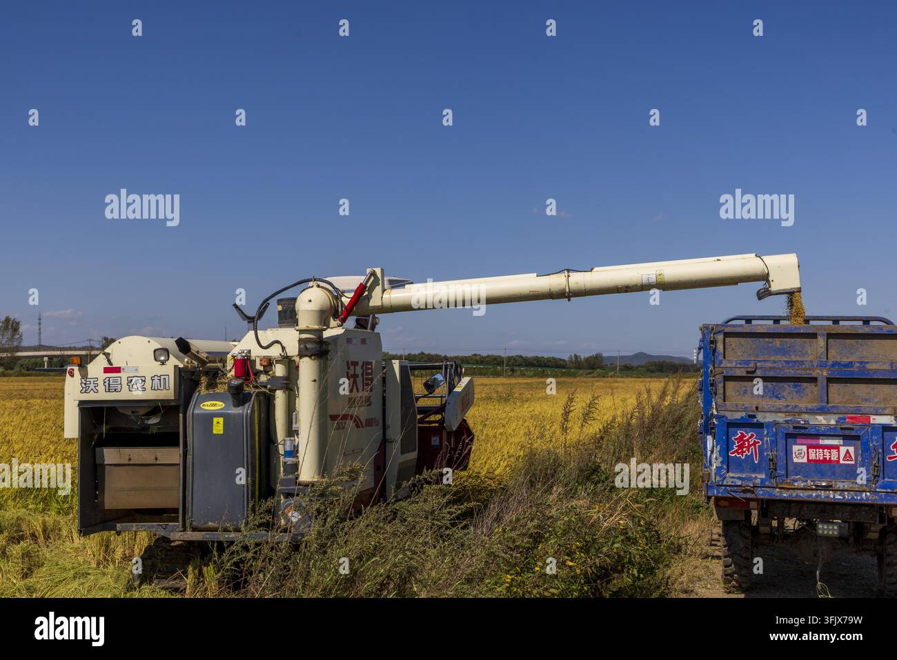 Rice Vector File Farmers harvest rice in Erdao Village, Qiandao Township, Fengman ...