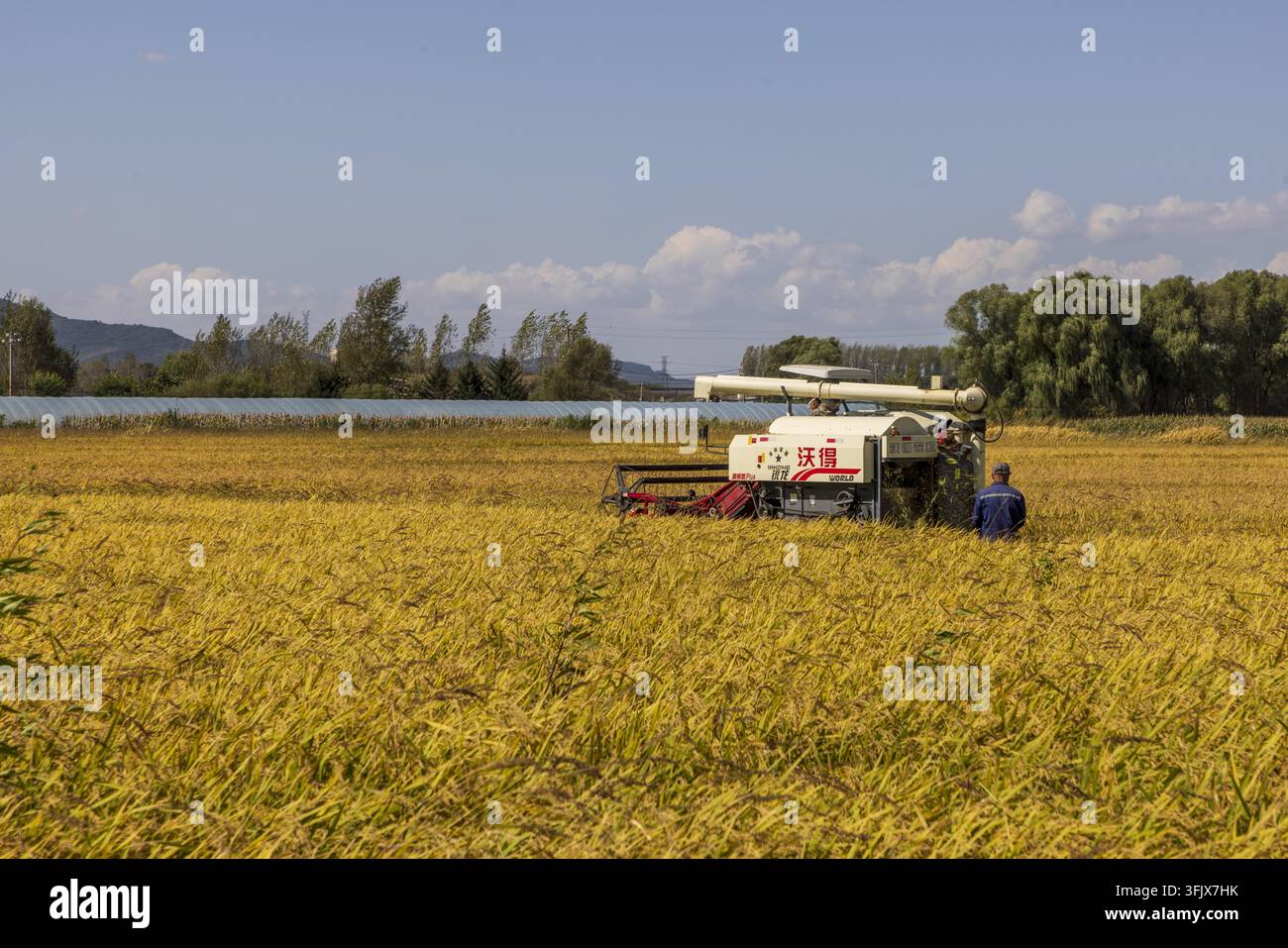 Rice Vector File Farmers harvest rice in Erdao Village, Qiandao Township, Fengman ...