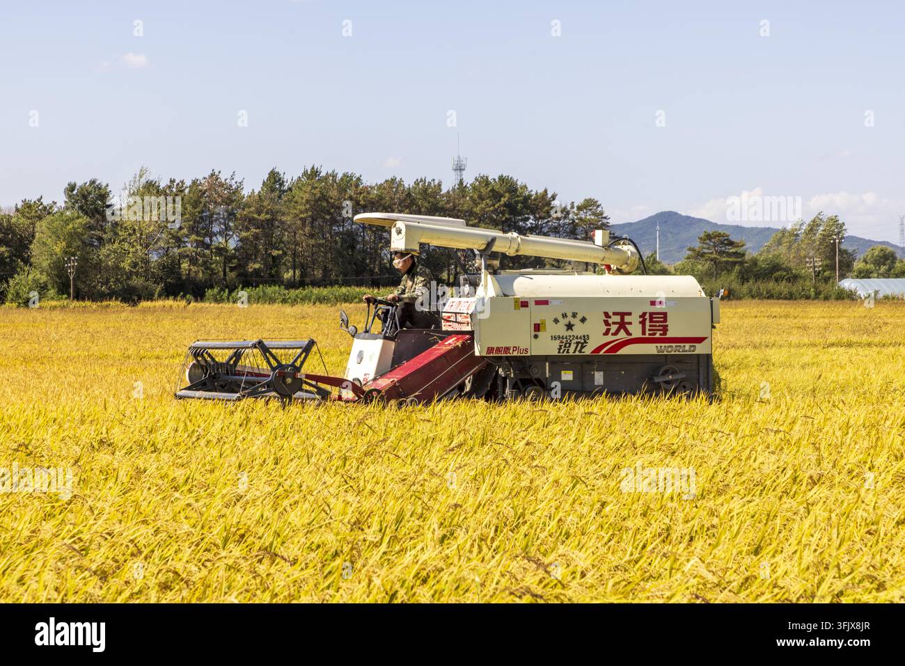 Rice Vector File Farmers harvest rice in Erdao Village, Qiandao Township, Fengman ...