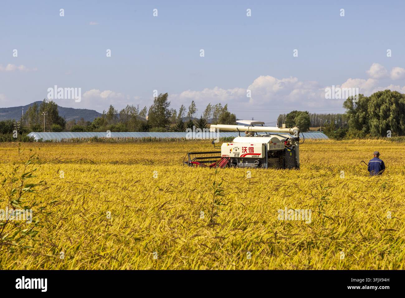 Rice Vector File Farmers harvest rice in Erdao Village, Qiandao Township, Fengman ...