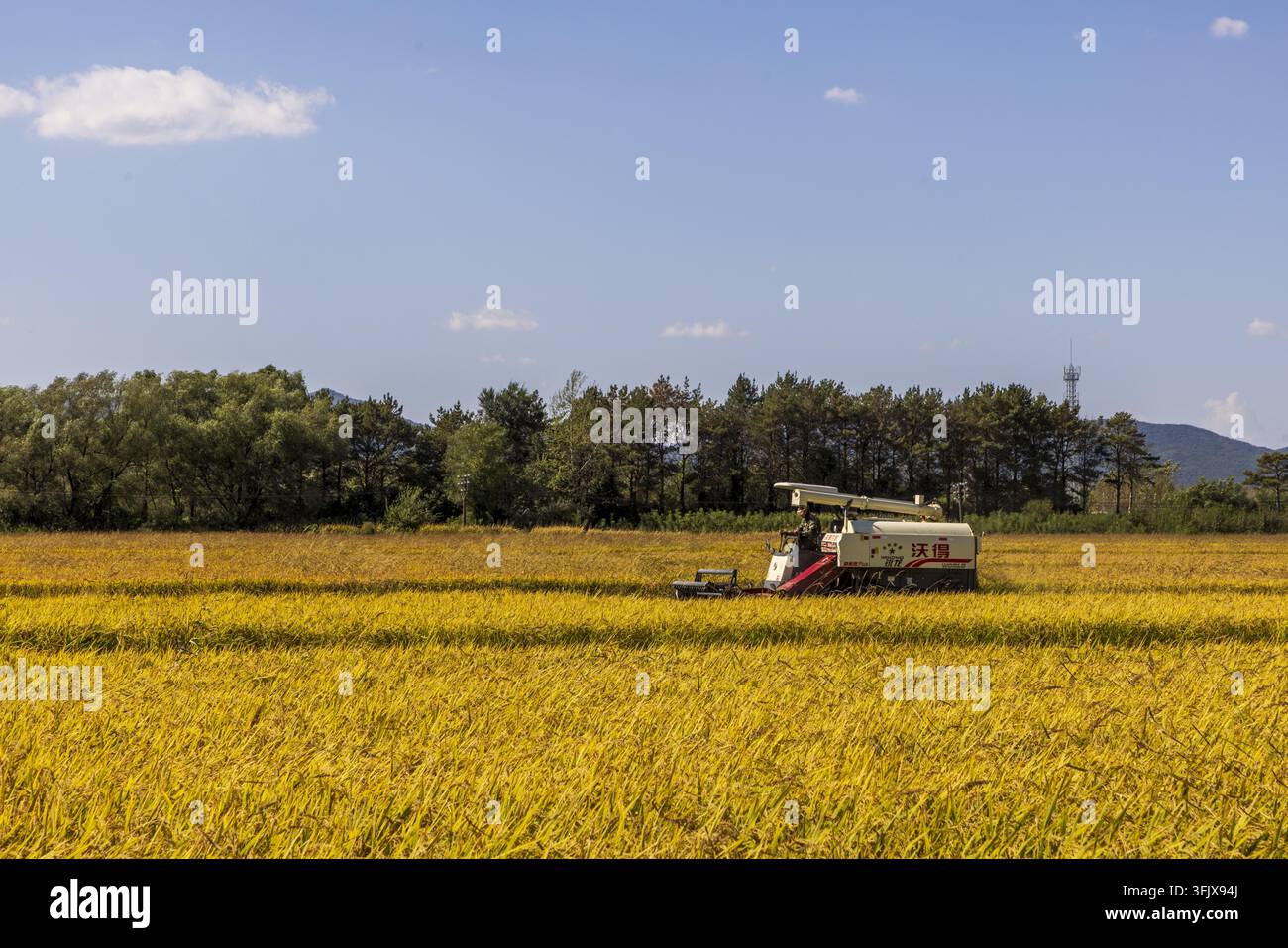 Rice Vector File Farmers harvest rice in Erdao Village, Qiandao Township, Fengman ...