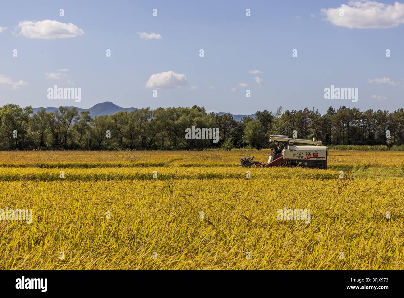 Rice Vector File Farmers harvest rice in Erdao Village, Qiandao Township, Fengman ...