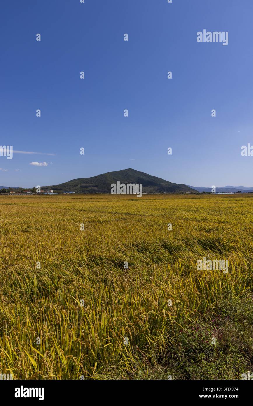 Rice Vector File Farmers harvest rice in Erdao Village, Qiandao Township, Fengman ...