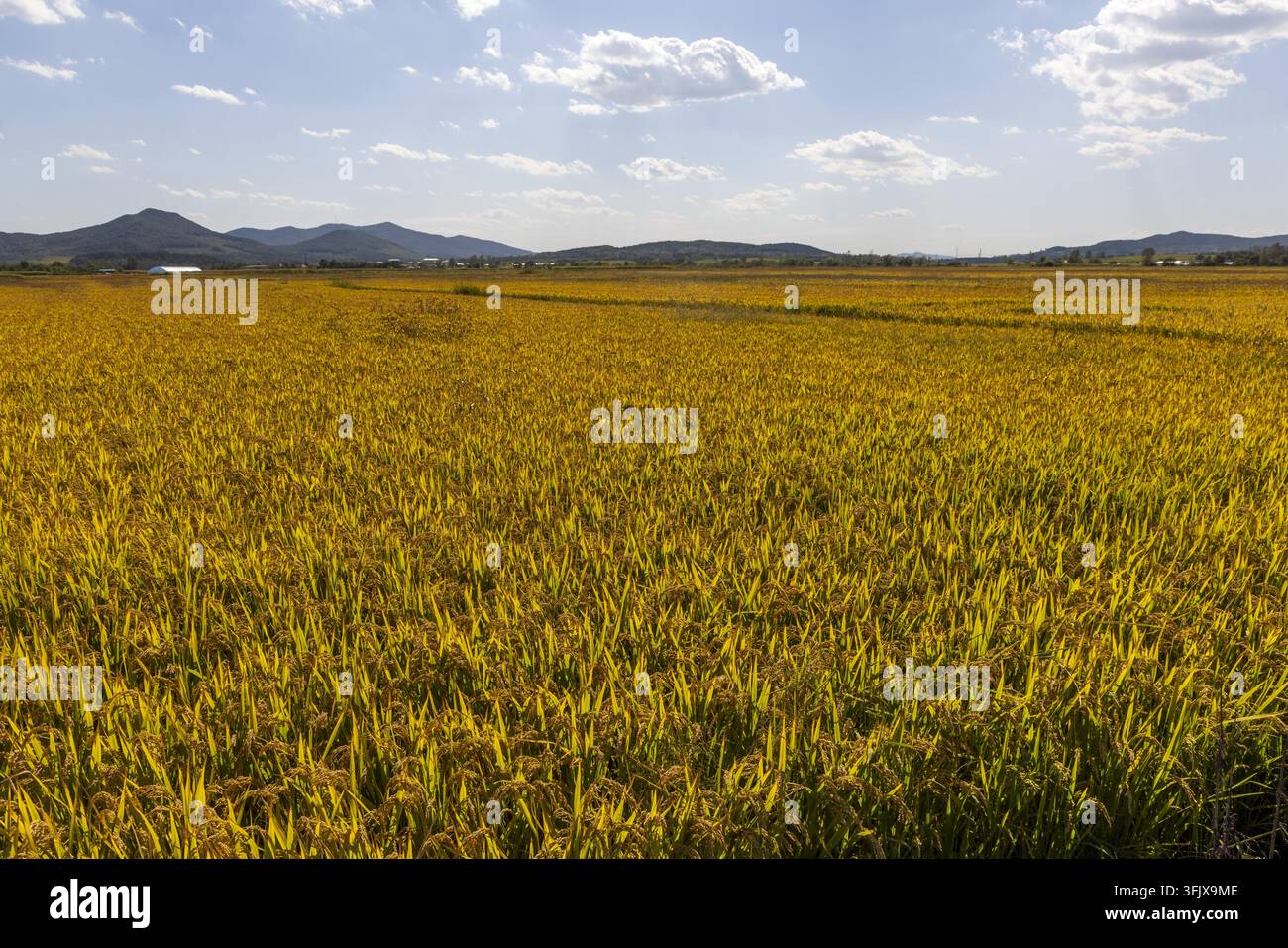 Rice Vector File Farmers harvest rice in Erdao Village, Qiandao Township, Fengman ...