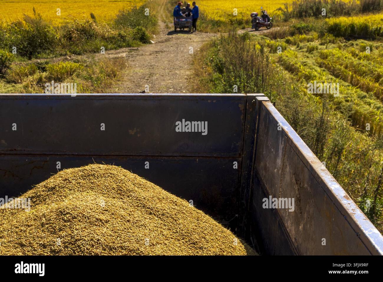 Rice Vector File Farmers harvest rice in Erdao Village, Qiandao Township, Fengman ...