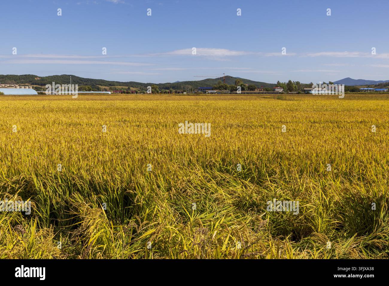 Rice Vector File Farmers harvest rice in Erdao Village, Qiandao Township, Fengman ...