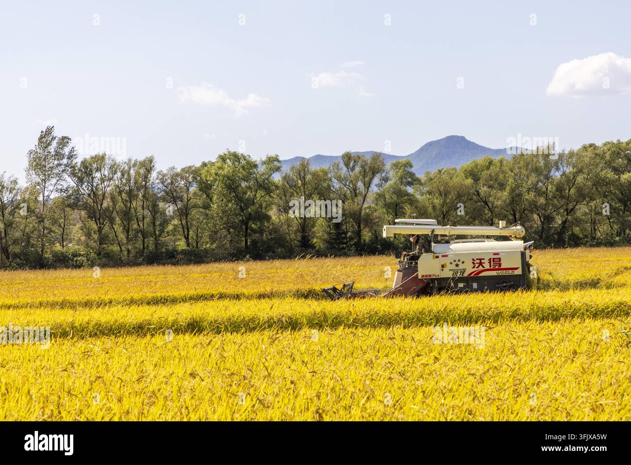 Rice Vector File Farmers harvest rice in Erdao Village, Qiandao Township, Fengman ...
