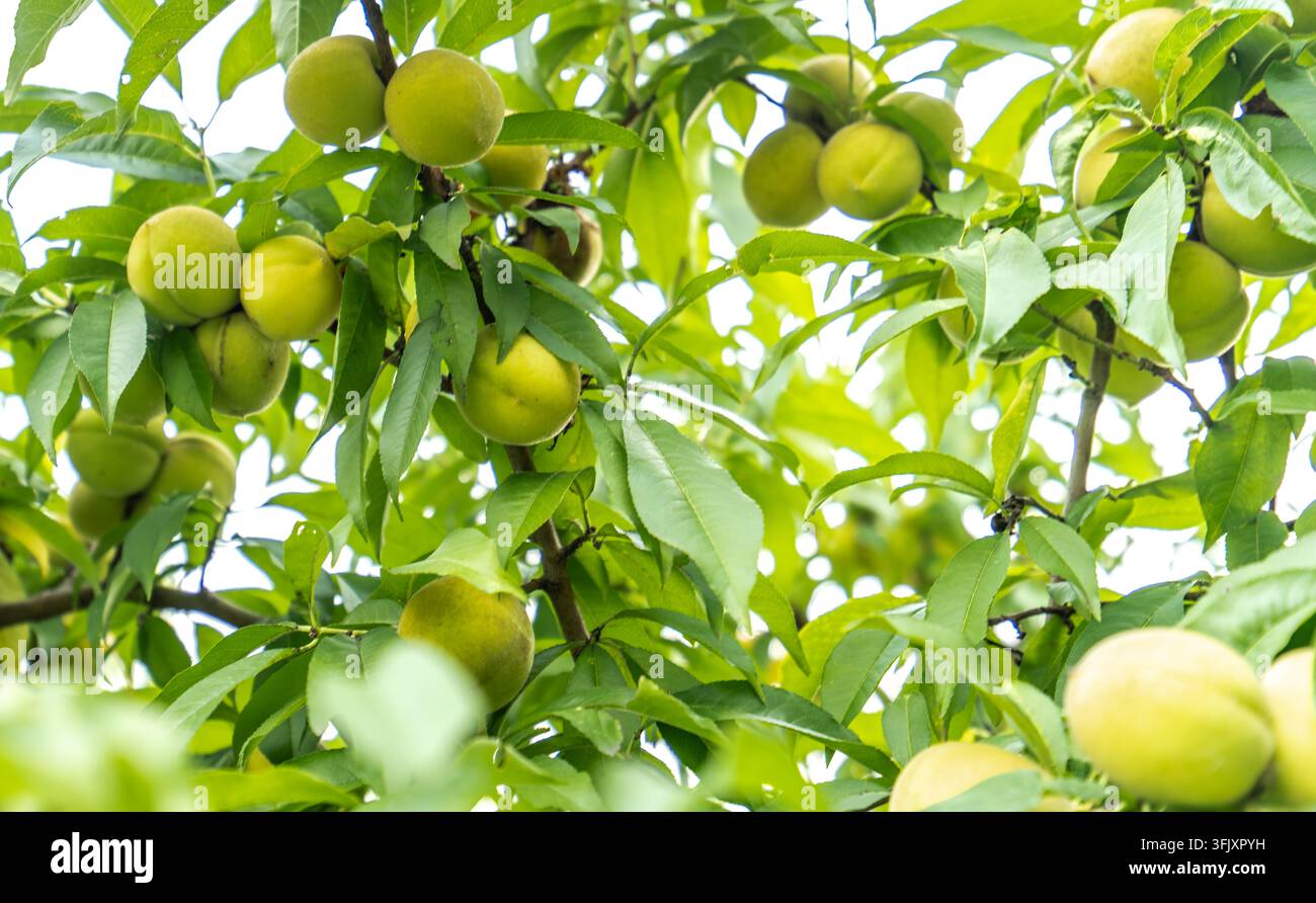 Green peaches hanging heavily on tree branches Stock Photo