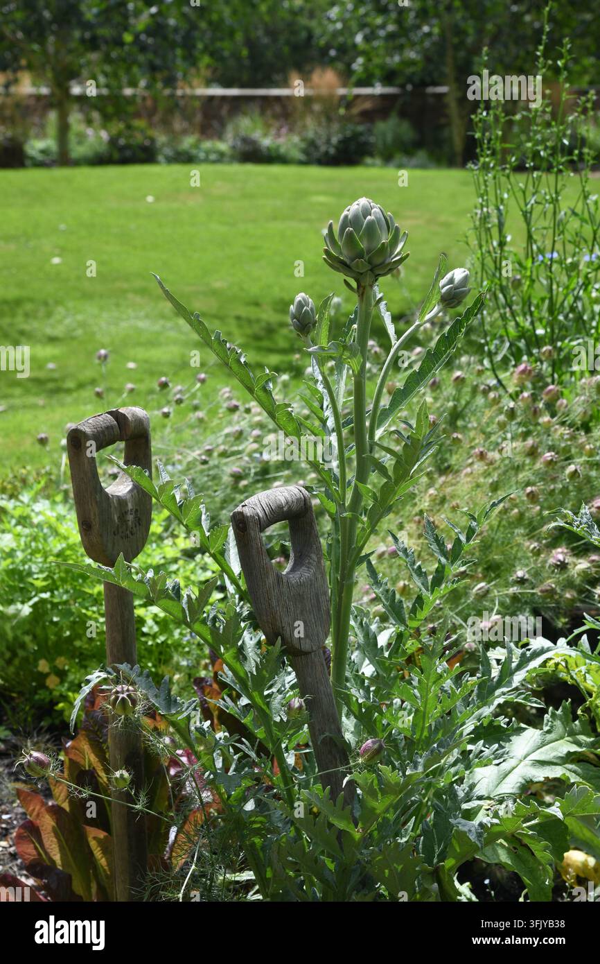 Globe artichokes Stock Photo