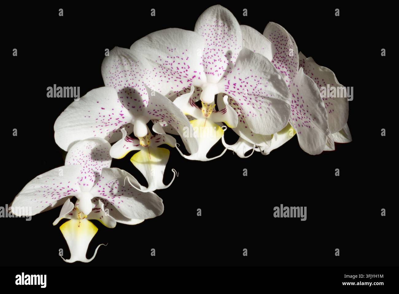 White Phalaenopsis orchids with purple speckles arranged diagonally on black background Stock Photo