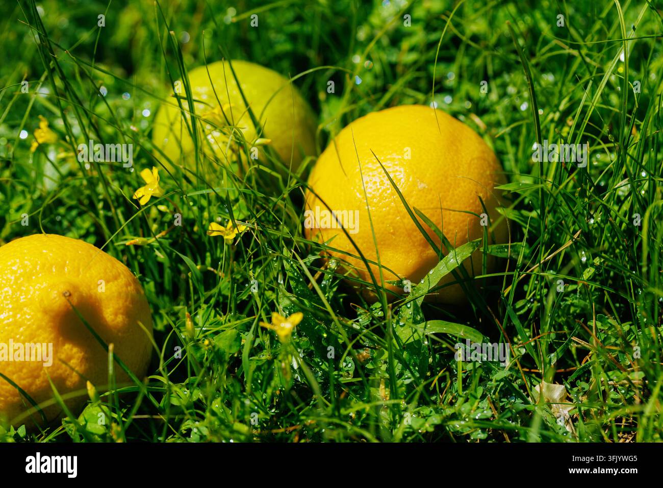 Three Citrus Fruits on Green Grass Natural Fresh Food Scene Stock Photo