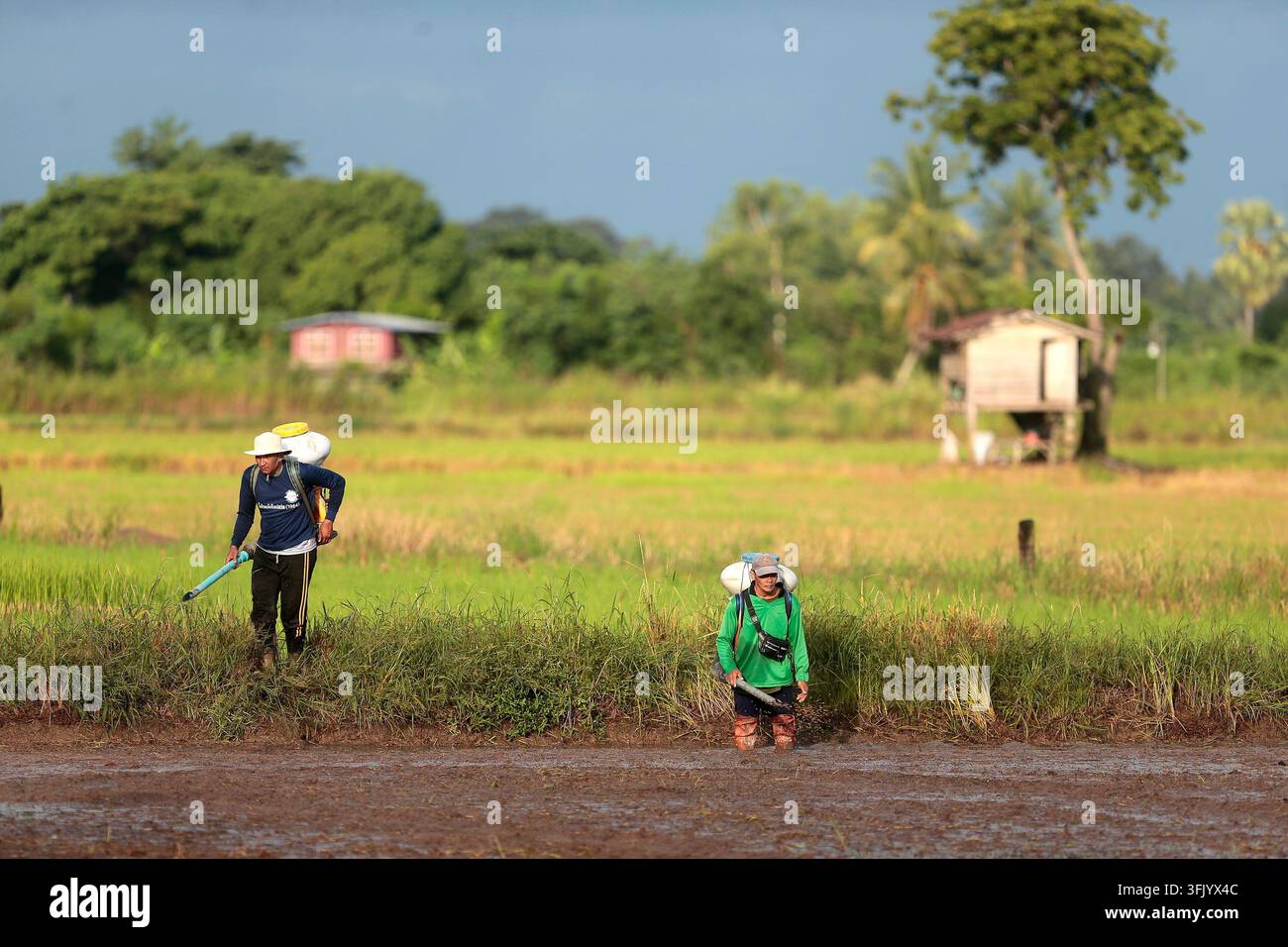 Grow Rice Vector NAKHON SAWAN, THAILAND, SEPTEMBER 22, 2026: Farmers broadcast paddy ...