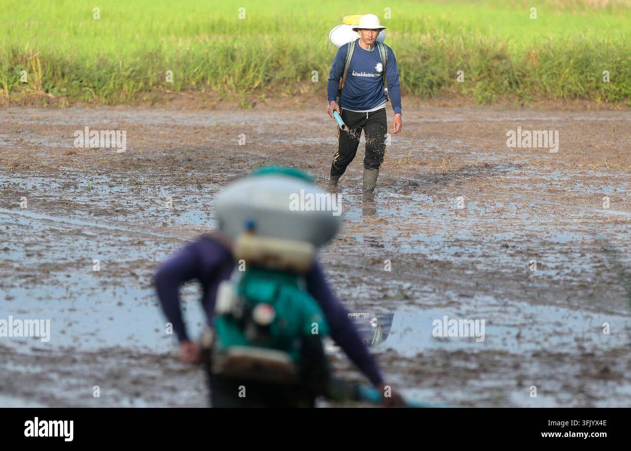 Grow Rice Vector NAKHON SAWAN, THAILAND, SEPTEMBER 22, 2026: Farmers broadcast paddy ...