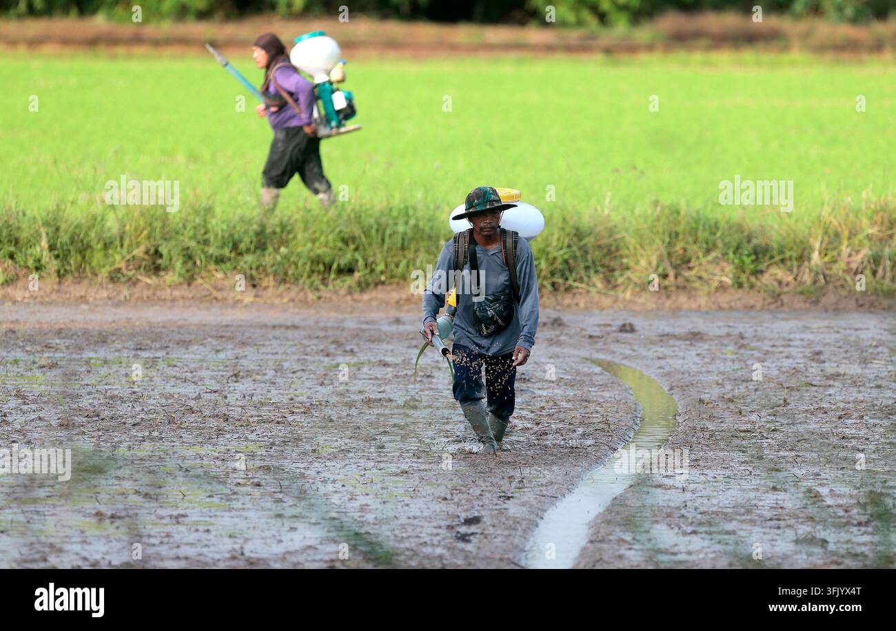 Grow Rice Vector NAKHON SAWAN, THAILAND, SEPTEMBER 22, 2026: Farmers broadcast paddy ...
