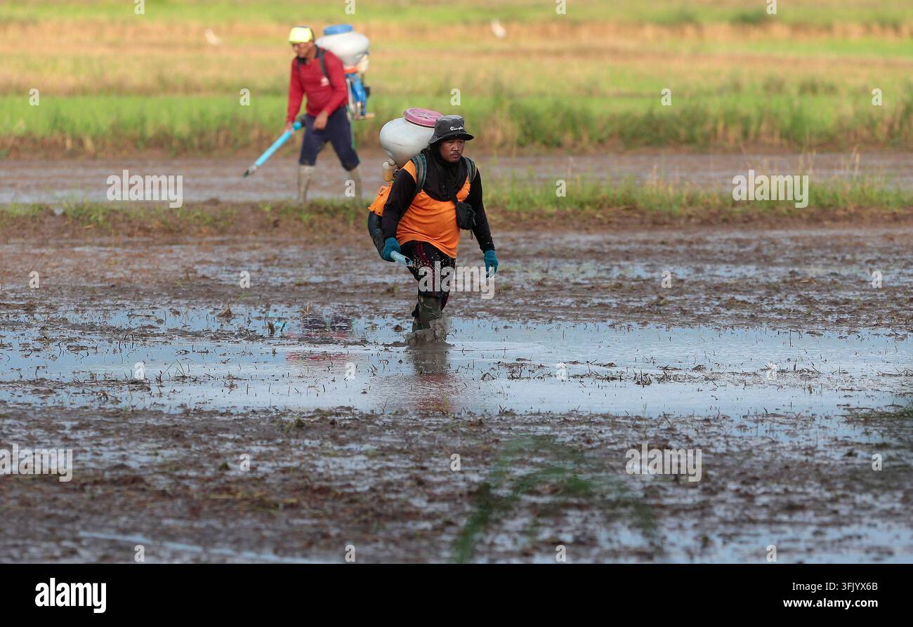 Grow Rice Vector NAKHON SAWAN, THAILAND, SEPTEMBER 22, 2026: Farmers broadcast paddy ...