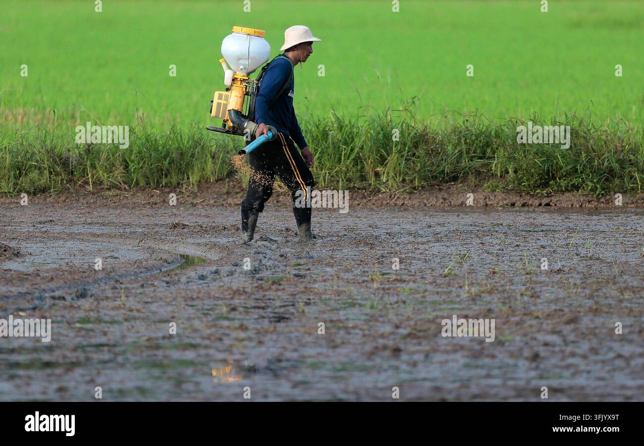 Grow Rice Vector Farmers begin new rice planting in northern Thailand NAKHON SAWAN ...
