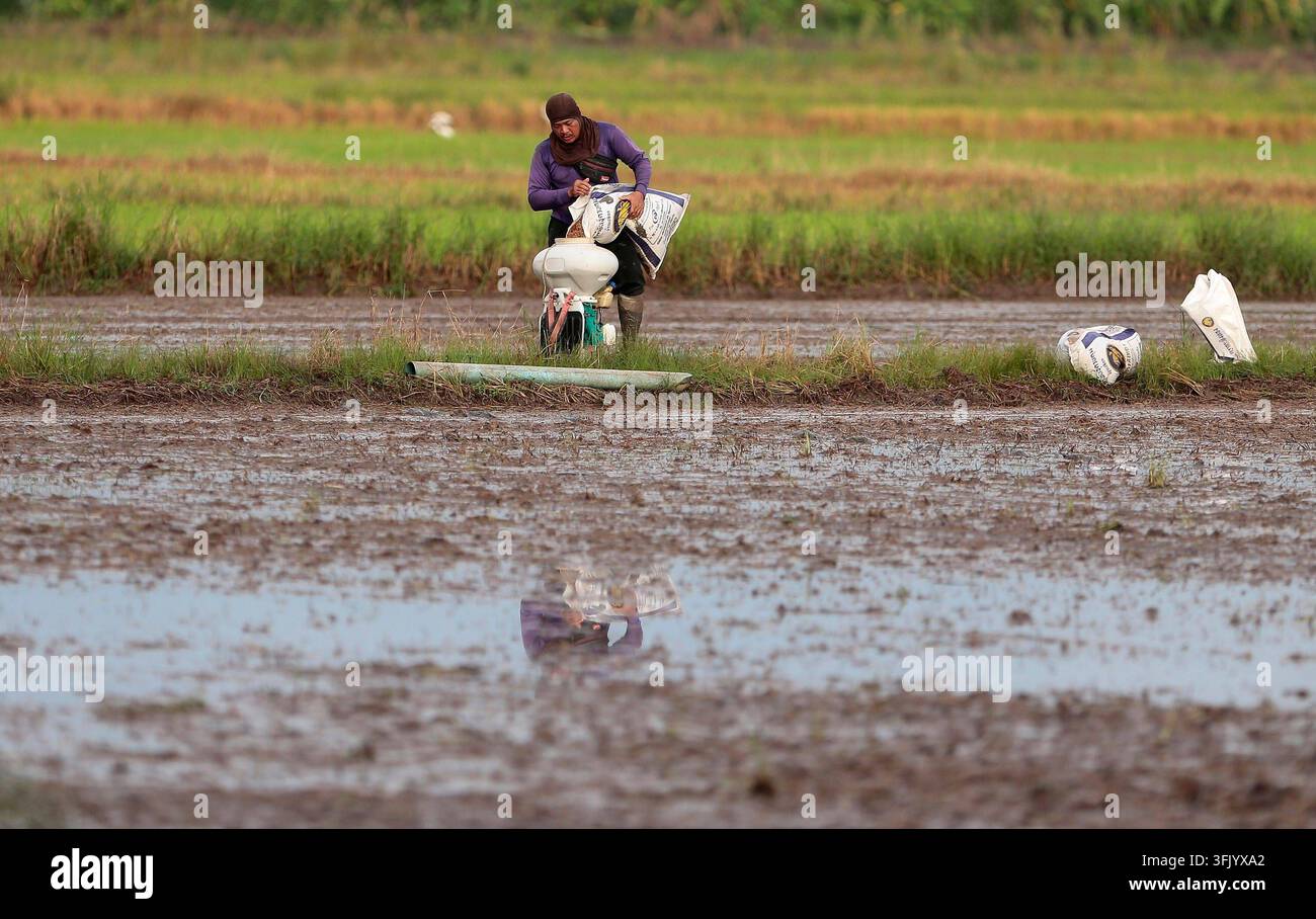 Grow Rice Vector Farmers begin new rice planting in northern Thailand NAKHON SAWAN ...