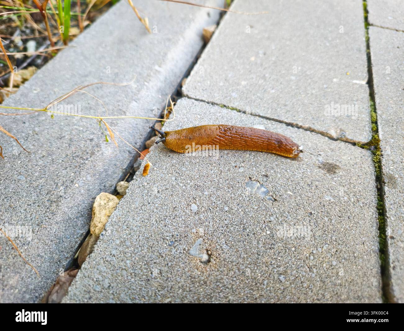 Snail without shell on the pavement. Stock Photo
