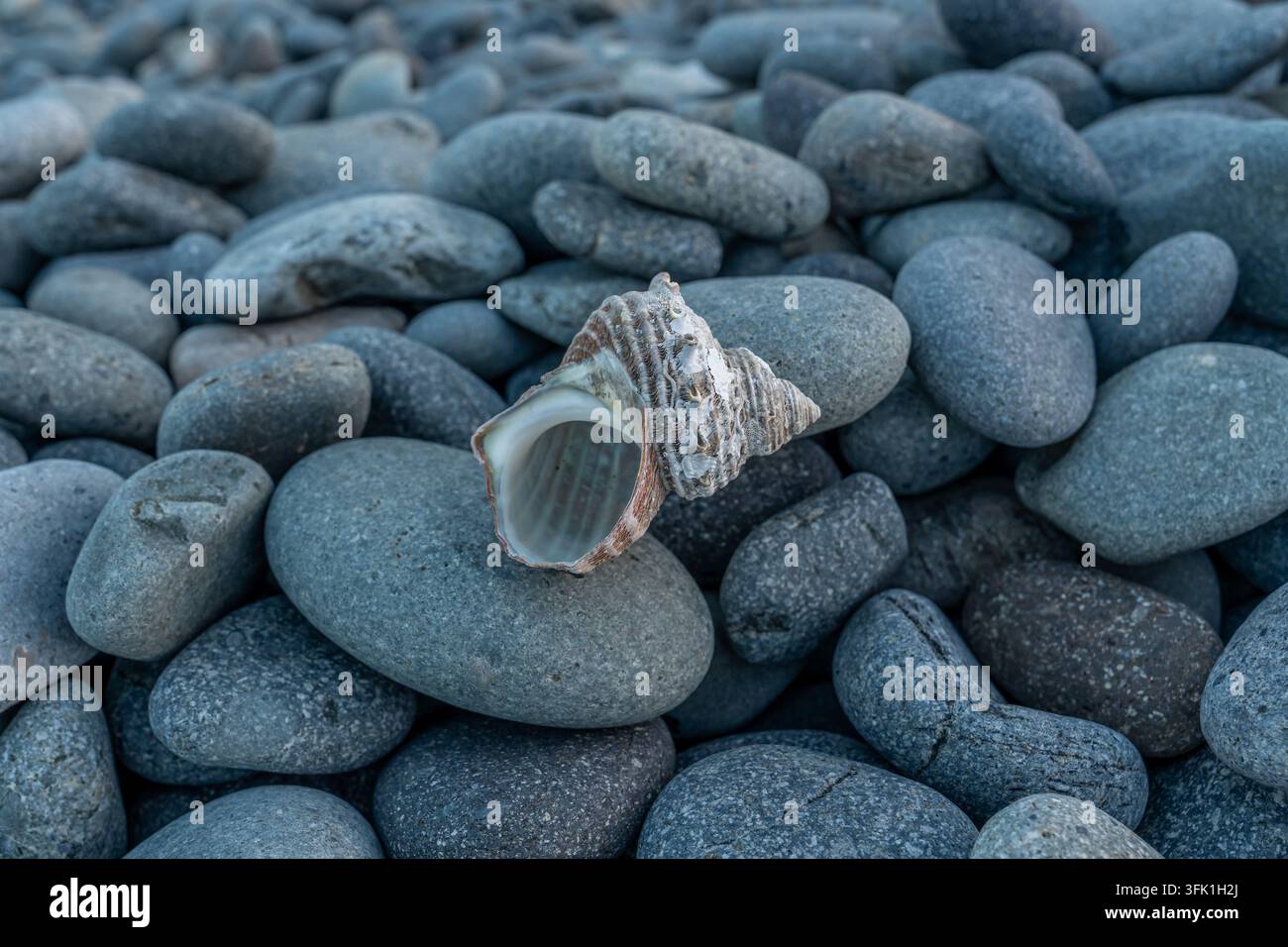 Seashell Resting on Smooth Pebbles by the Coast Stock Photo