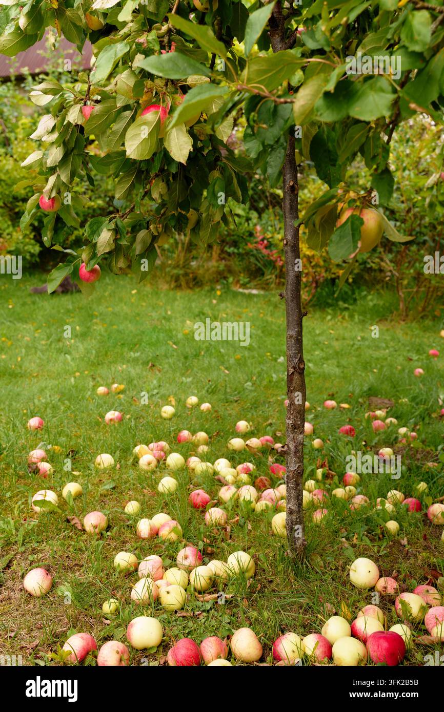 Red apples fallen on green grass under apple tree Stock Photo