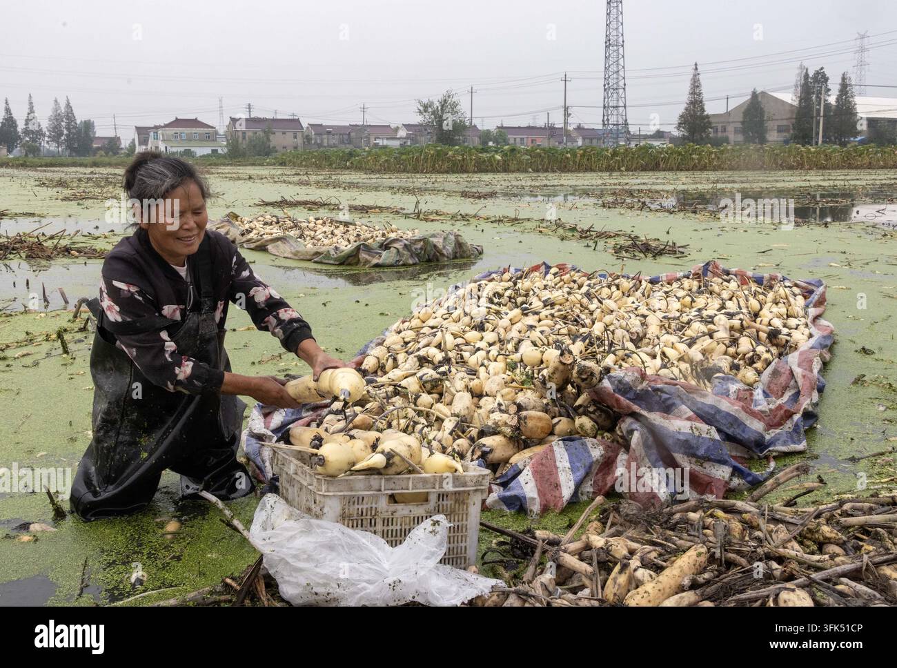 Farmers transport freshly harvested lotus roots at a lotus root ...