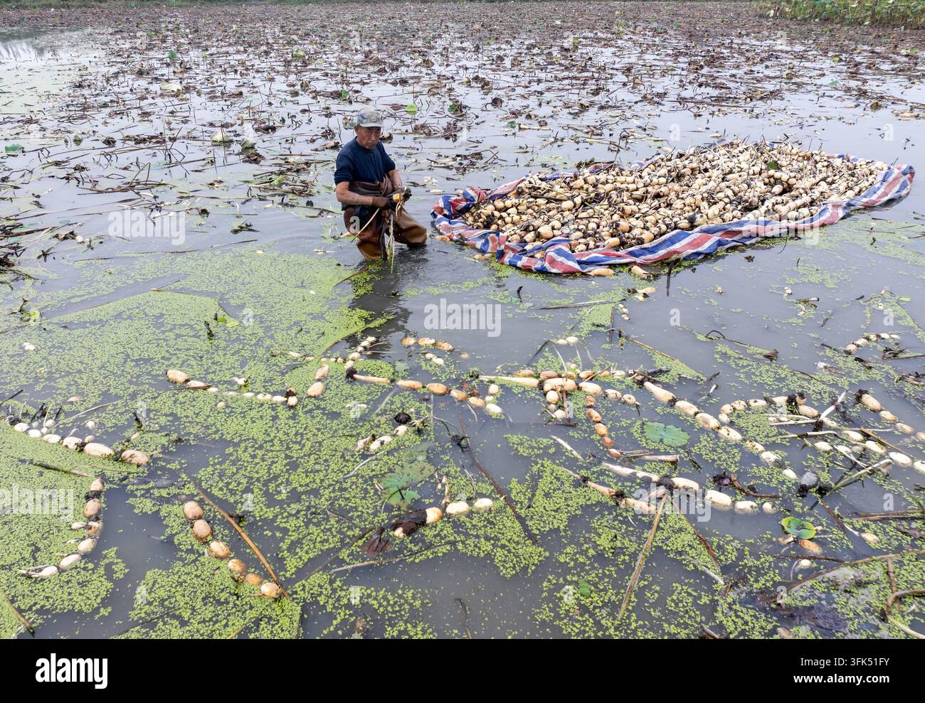 Farmers transport freshly harvested lotus roots at a lotus root ...