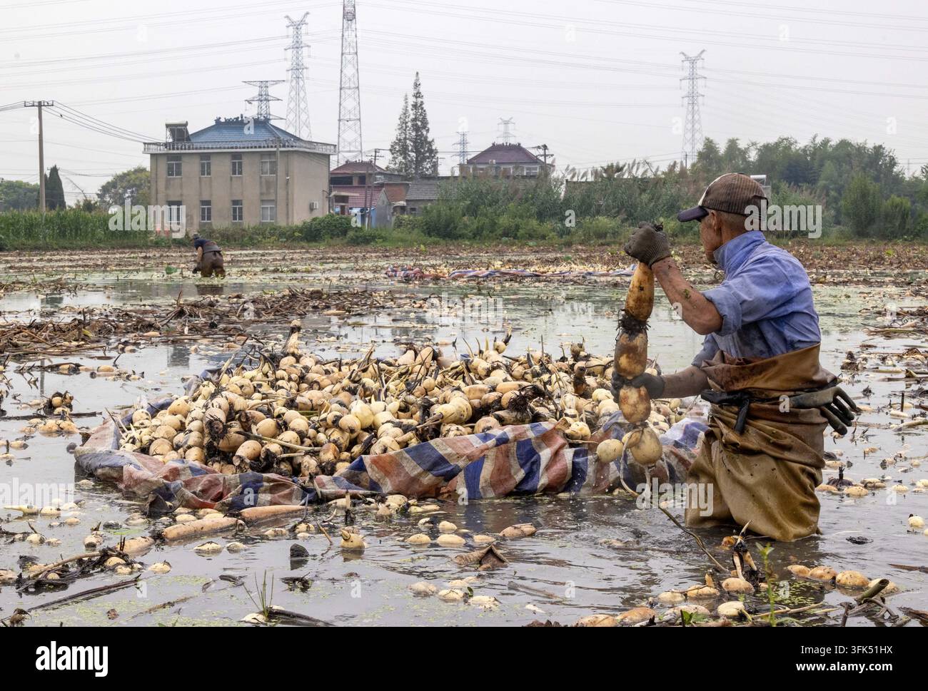 Farmers transport freshly harvested lotus roots at a lotus root ...