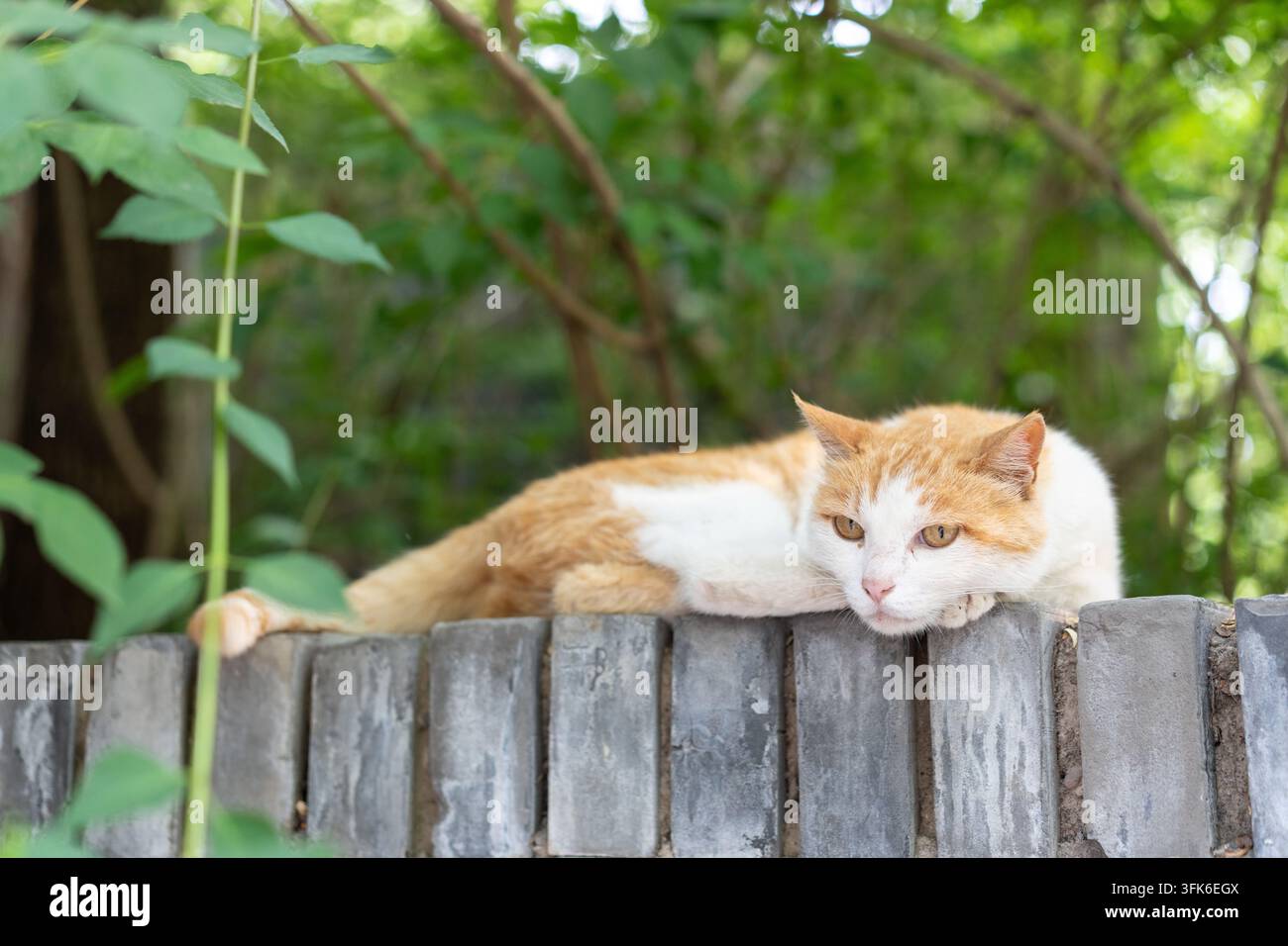 Orange and white cat lounging lazily on brick wall, daydreaming Stock Photo