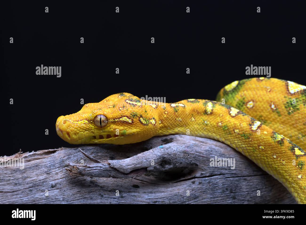 Yellow Morph Green Tree Python (Morelia viridis) Rested on Wooden Branch Stock Photo