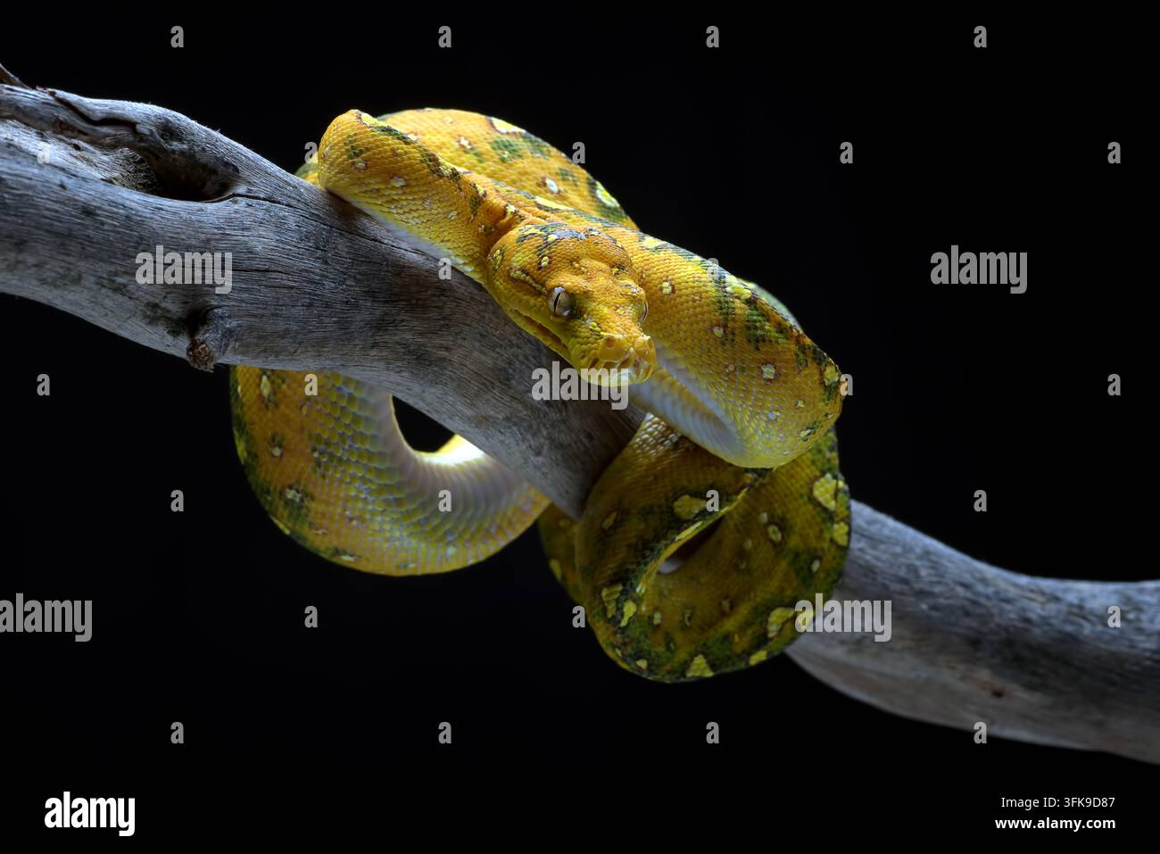 Yellow Morph Green Tree Python (Morelia viridis) Rested on Wooden Branch Stock Photo