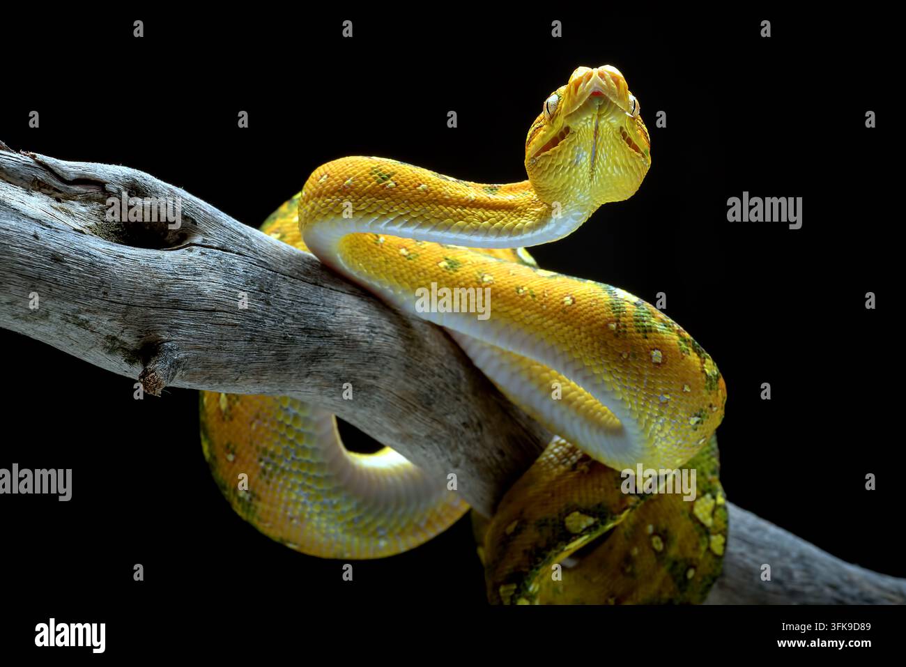 Yellow Morph Green Tree Python (Morelia viridis) Rested on Wooden Branch Stock Photo