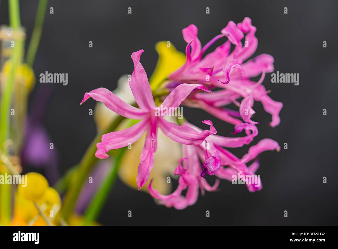 Soft Subtle Pattern Vibrant pink flower in close-up detail, showcasing delicate petals ...