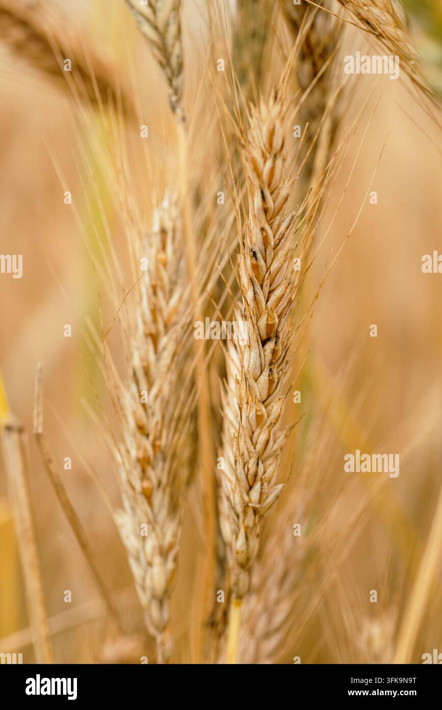 Macro view of ripe golden rye ears in a field Stock Photo