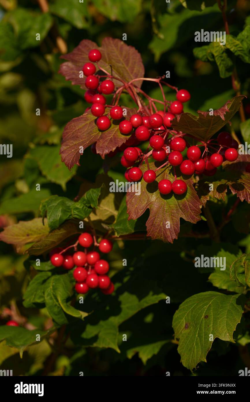 Red viburnum berries on a bush branch Stock Photo