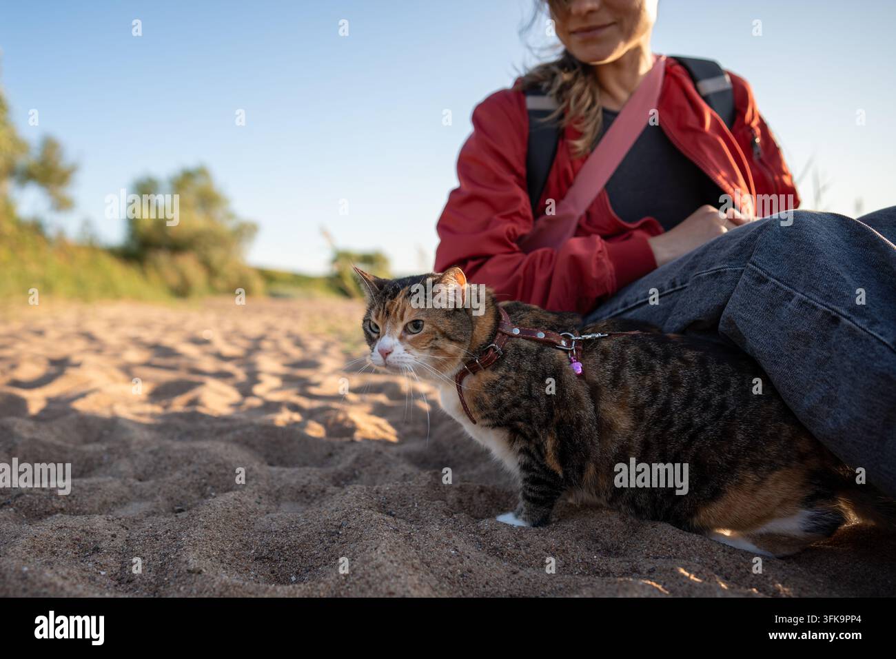 Feline owner woman relaxing with calico cat on sandy beach during outdoor walk together on sunny day Stock Photo