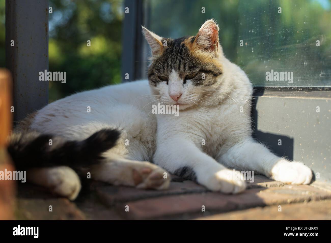 White cat lying sideways on red brick steps by the window Stock Photo