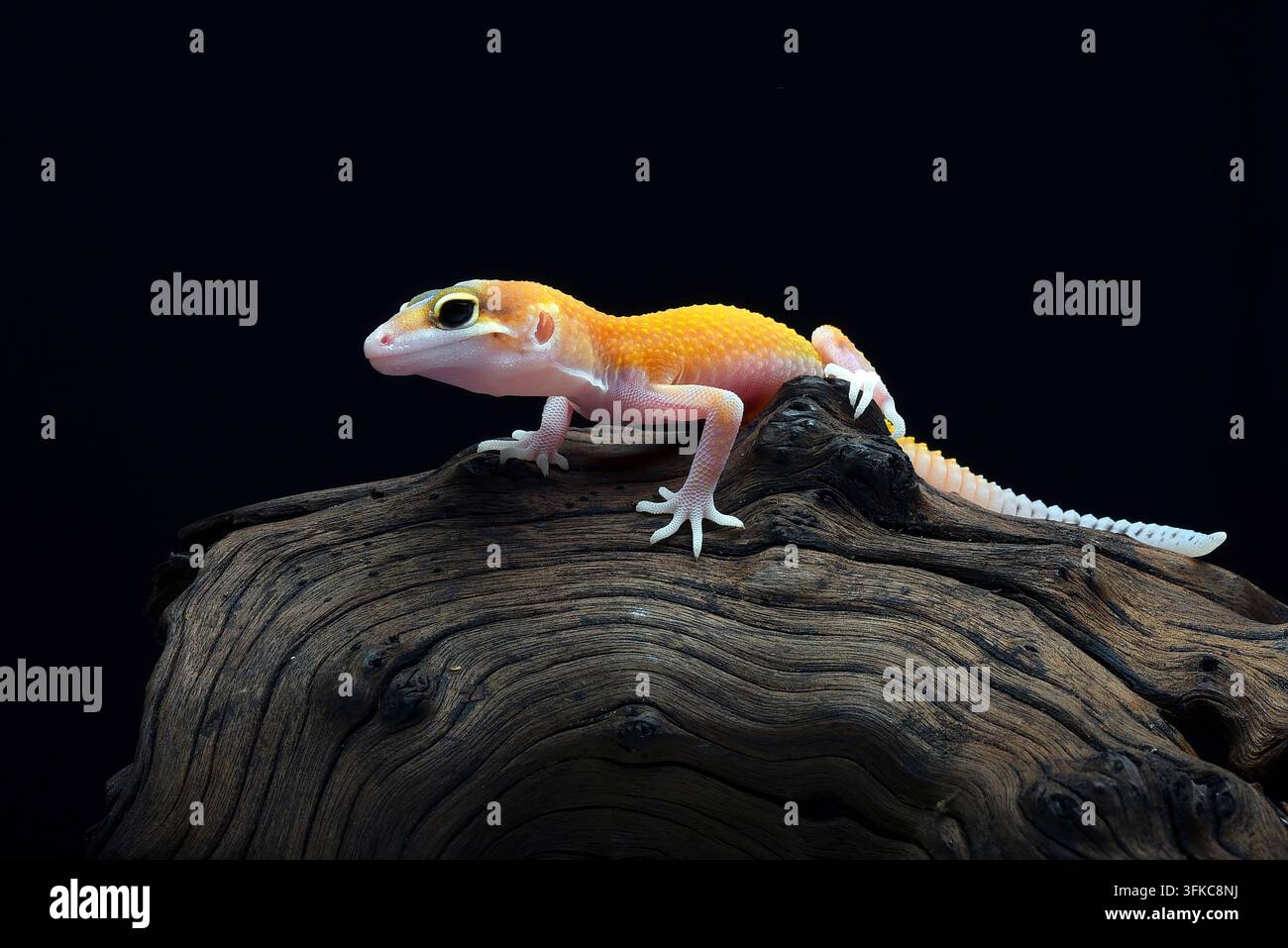 Leopard Geckos (Eublepharis macularius)  on Black Background Stock Photo
