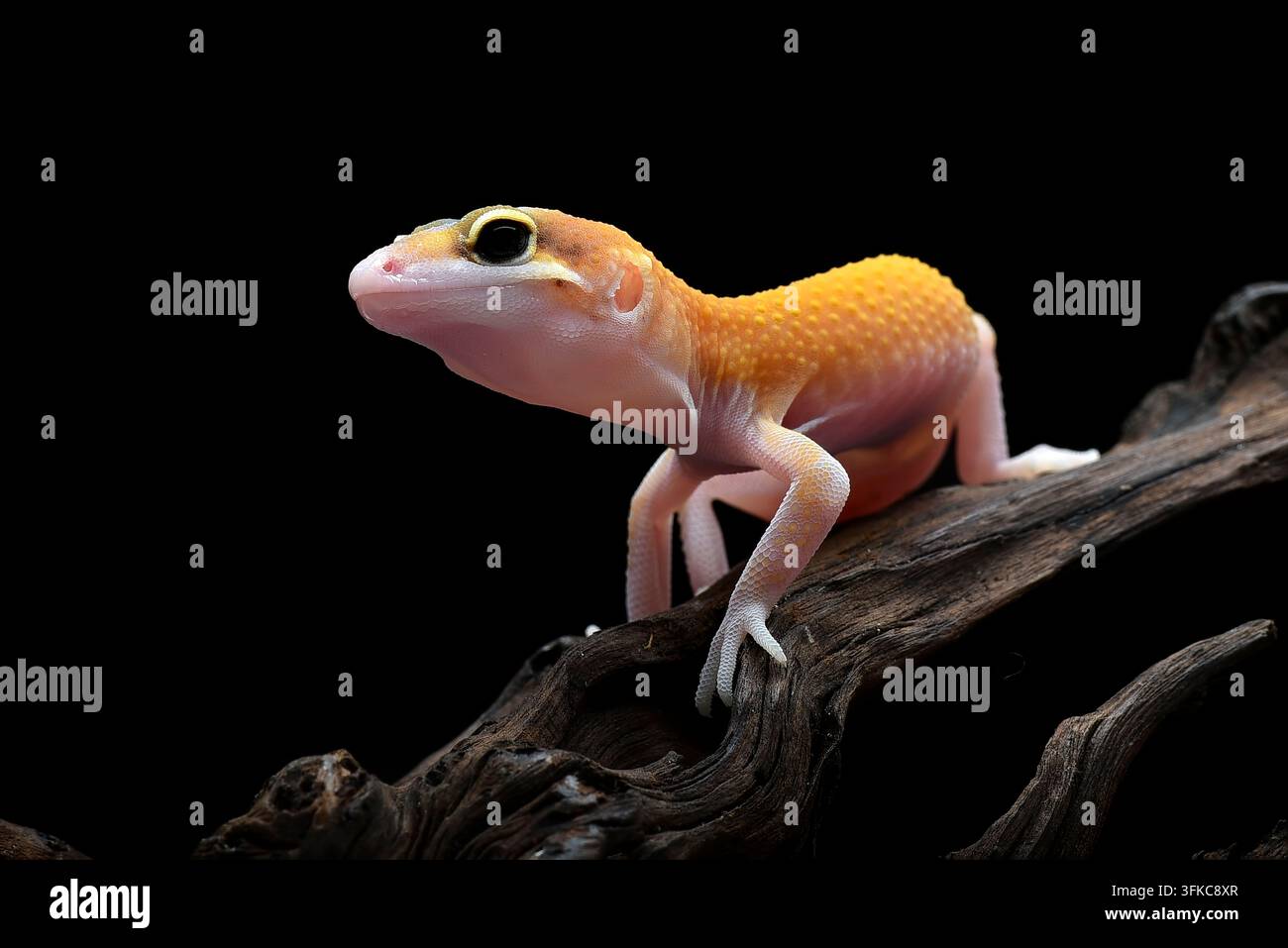 Leopard Geckos (Eublepharis macularius)  on Black Background Stock Photo