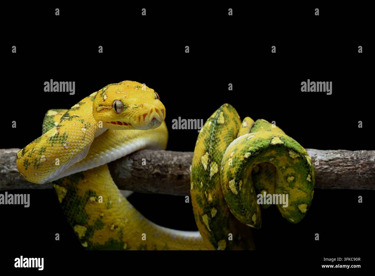 Yellow Morph Green Tree Python (Morelia viridis) Coiled on a Branch Stock Photo