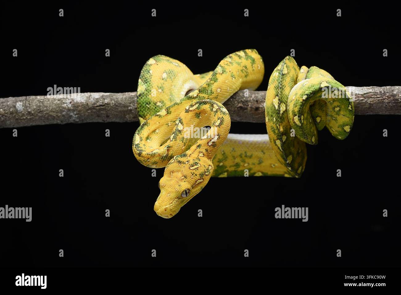 Yellow Morph Green Tree Python (Morelia viridis) Coiled on a Branch Stock Photo