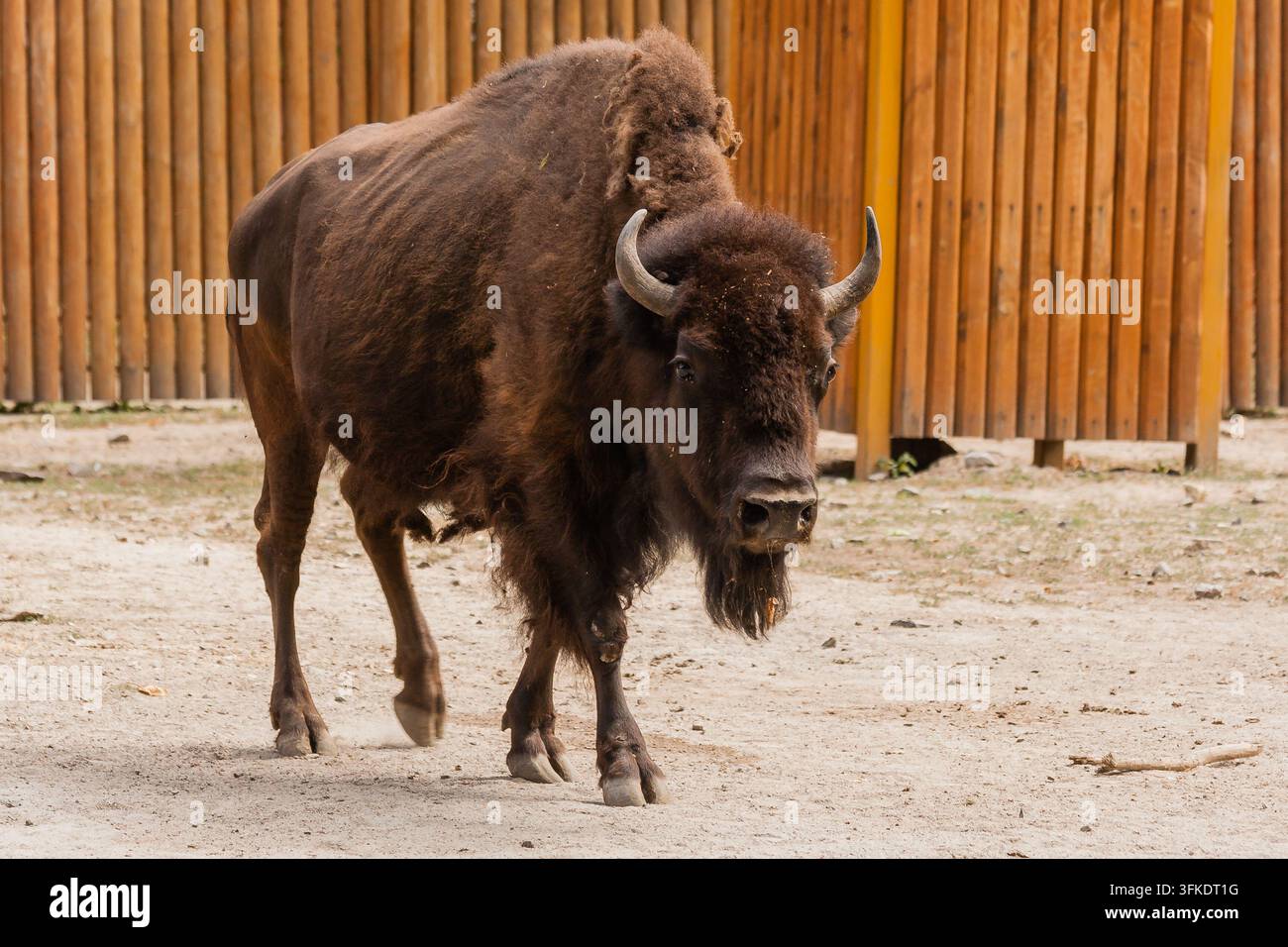 Young beautiful bison close-up Stock Photo