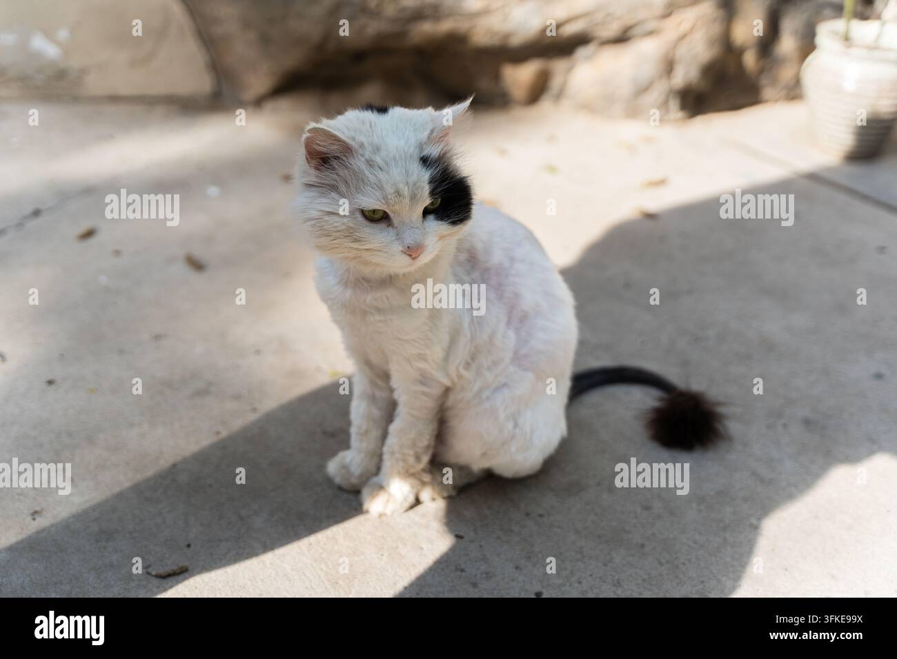 Shaved white cat sitting on concrete floor Stock Photo
