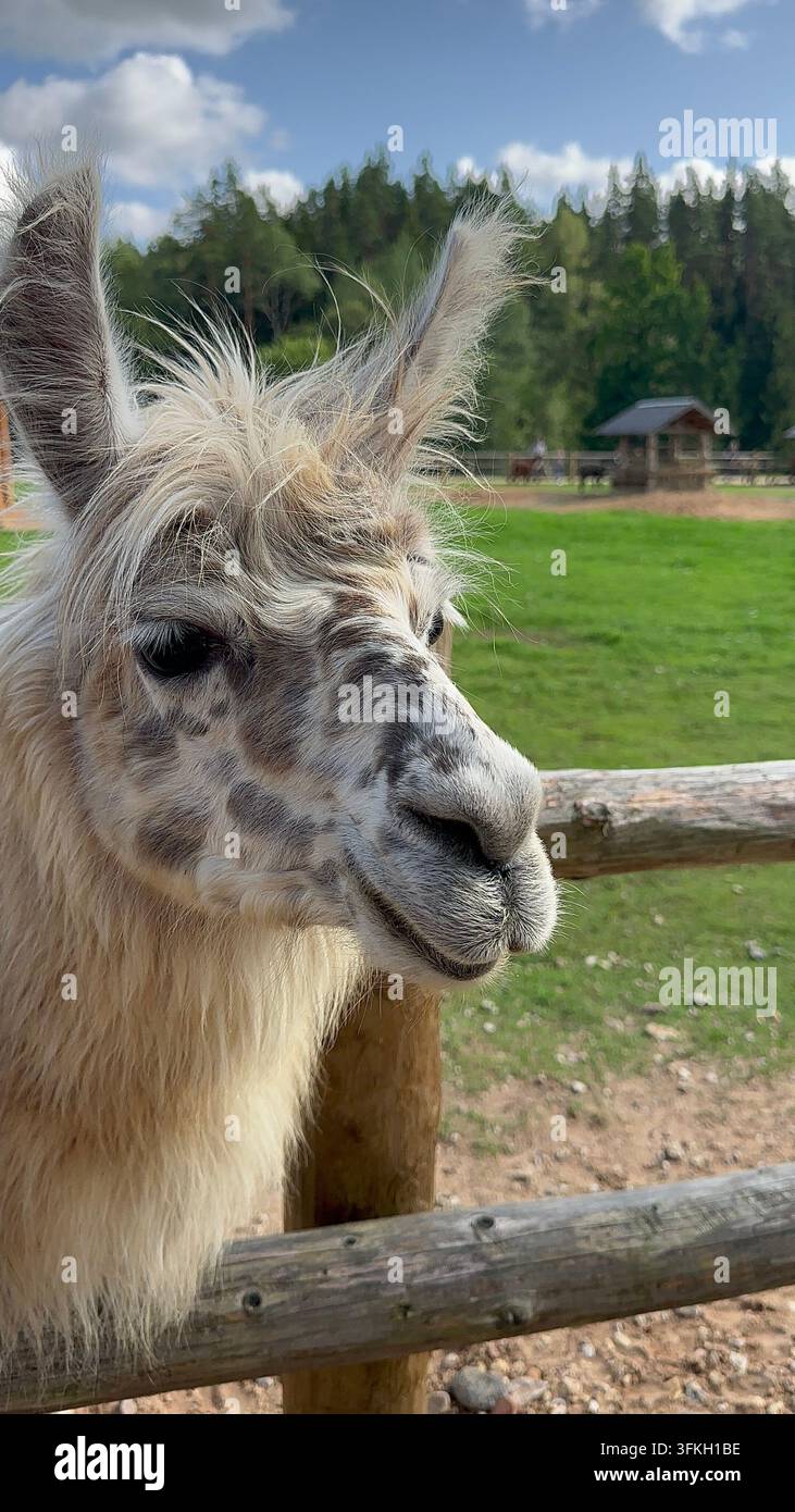 Close-up of a fluffy alpaca behind a wooden fence outdoors. Close-up portrait of a cute white and brown fluffy alpaca looking past a rustic wooden fen - Smartphone Captured Stock Image