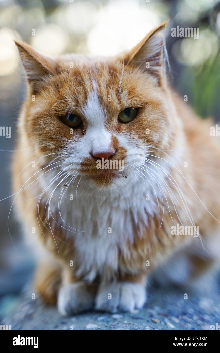 Orange cat on low wall looking directly at camera Stock Photo