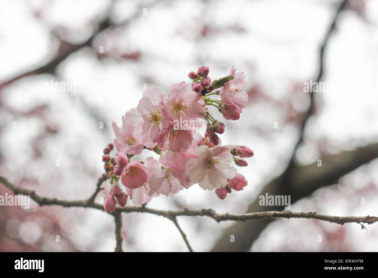 Pink cherry blossoms (Prunus) on a branch in spring against a bright ...
