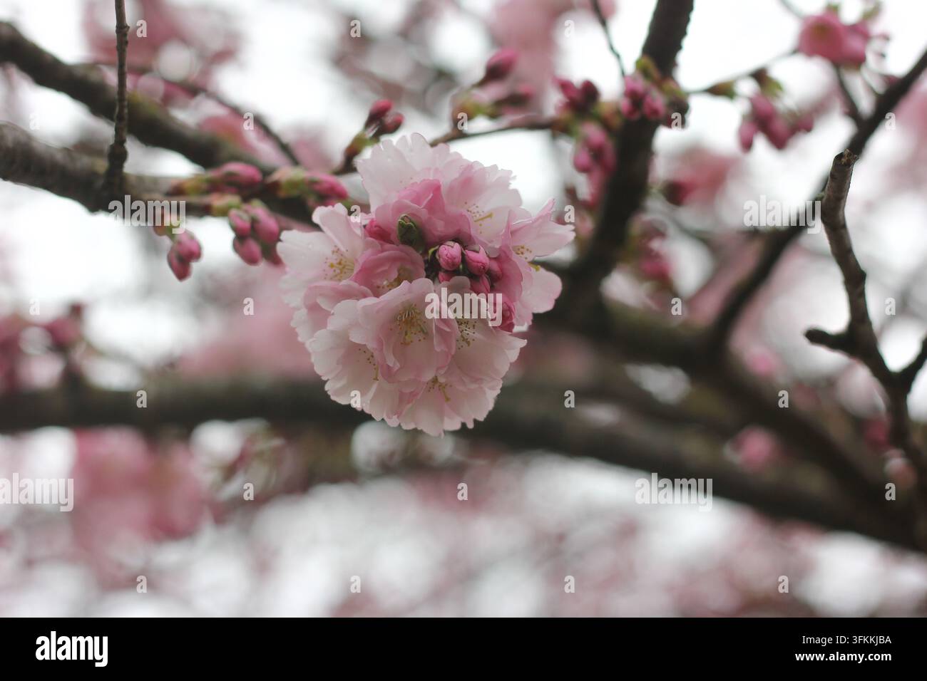 Pink cherry blossoms (Prunus) on a branch in spring against a bright ...