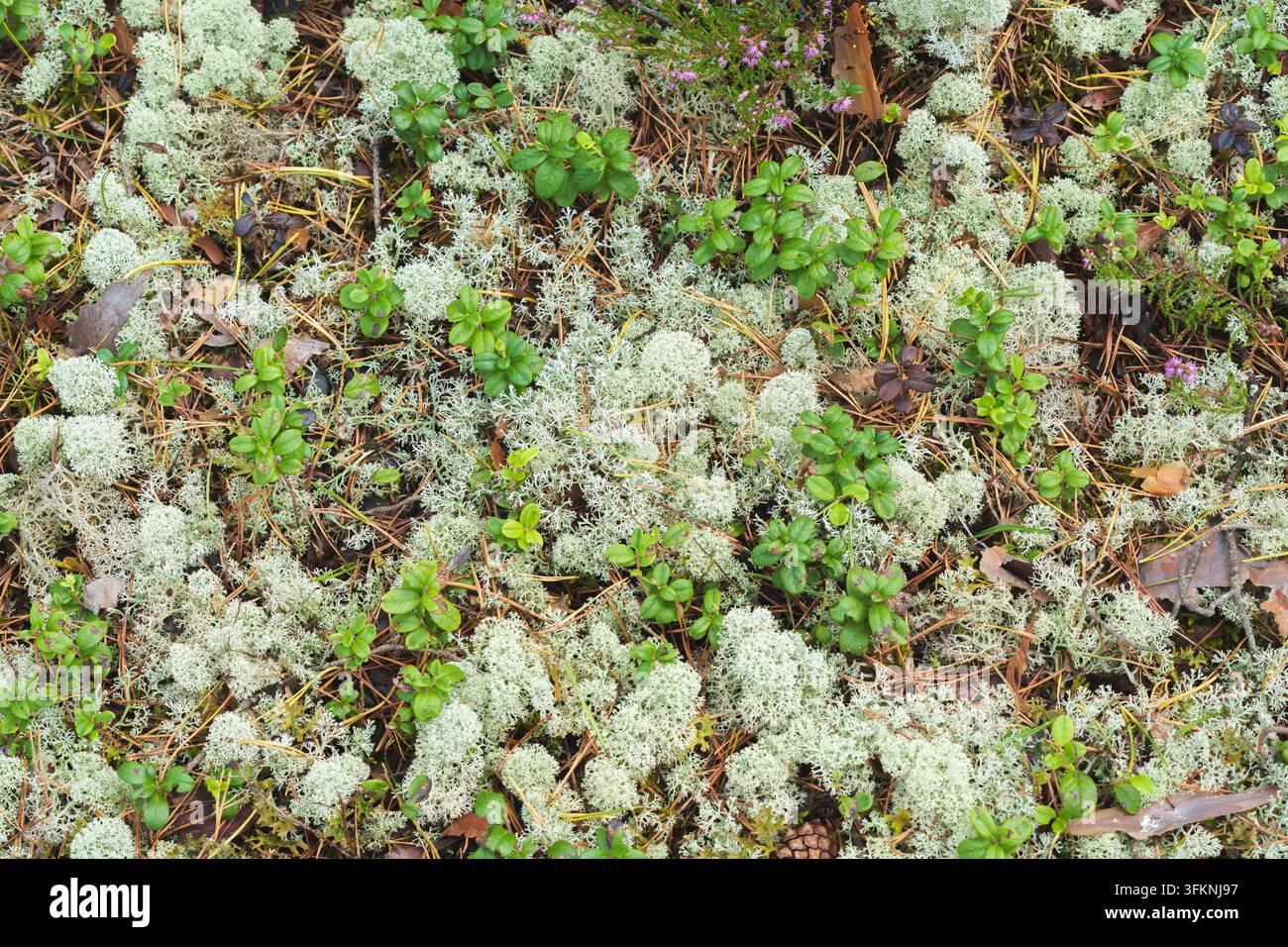 Horizontal Top Down View of Reindeer Lichen and Forest Floor Texture Stock Photo
